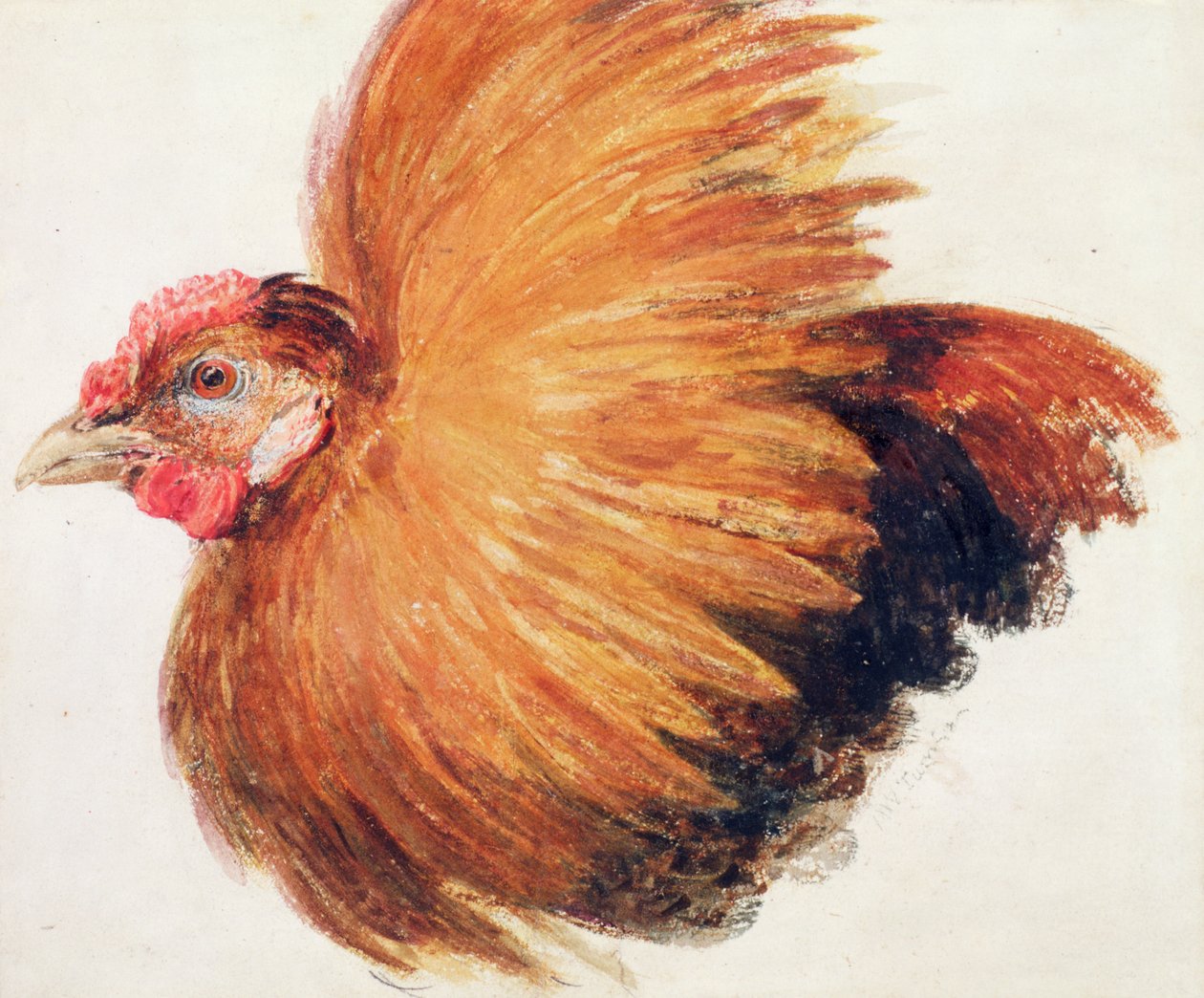 Game-Cock、The Farnley Book of Birds、1816年頃 作： ジョセフ・マロード・ウィリアム・ターナー