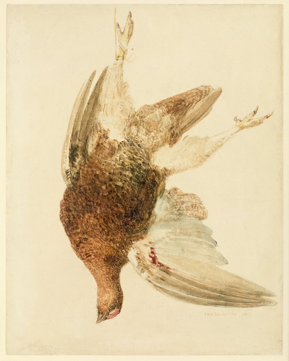 ライチョウ（「The Farnely Book of Birds」より）1816年頃（紙に鉛筆と水彩画 作： ジョセフ・マロード・ウィリアム・ターナー
