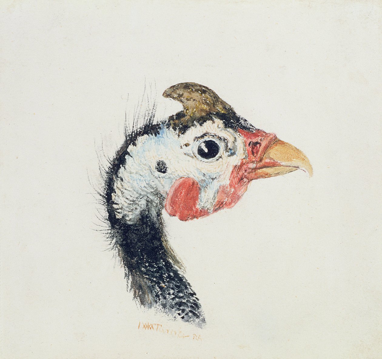 ギニア・フォウル（The Farnley Book of Birds, c.1816より 作： ジョセフ・マロード・ウィリアム・ターナー