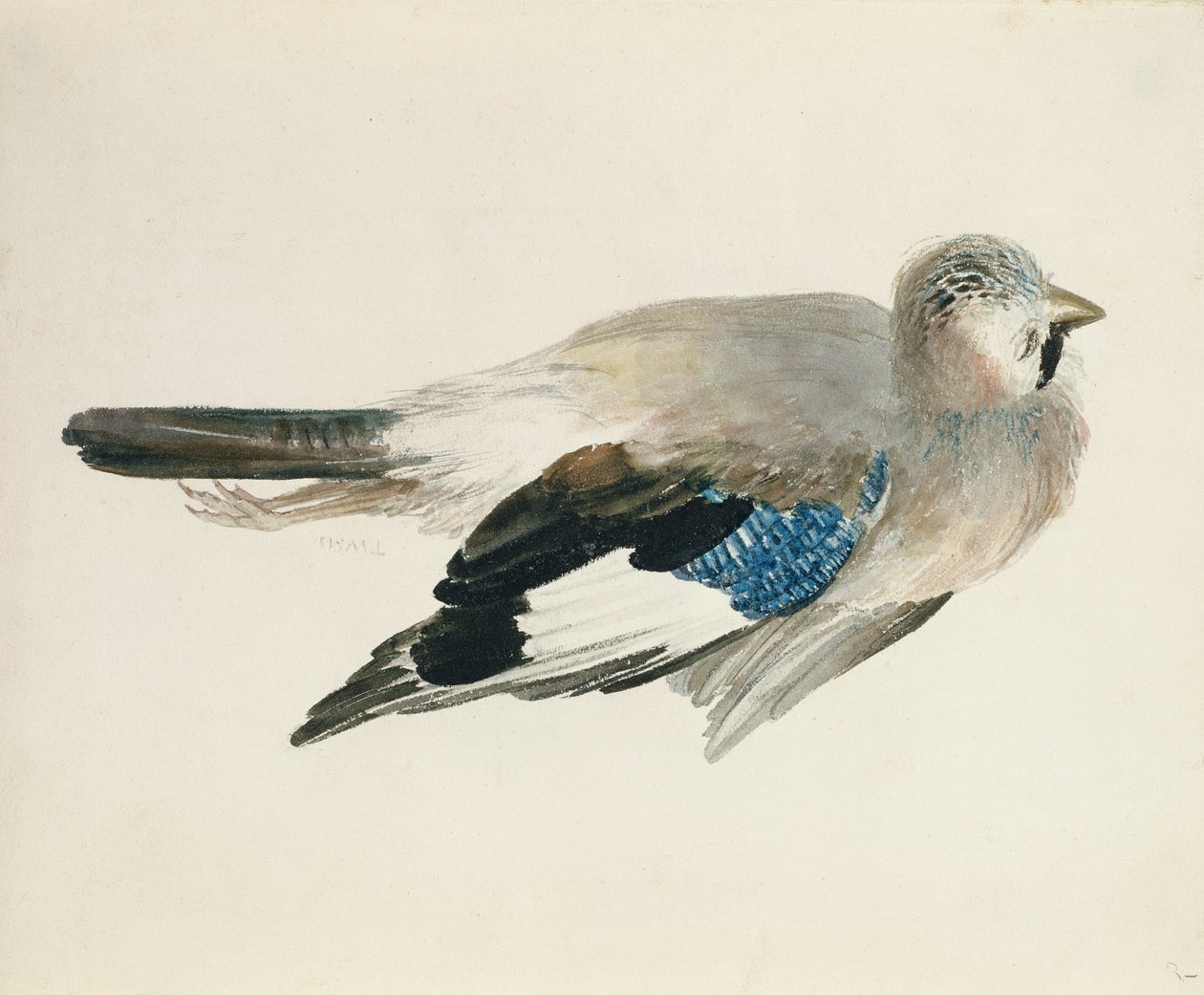 カケス（『The Farnley Book of Birds』より）1816年頃（紙に鉛筆と水彩画 作： ジョセフ・マロード・ウィリアム・ターナー