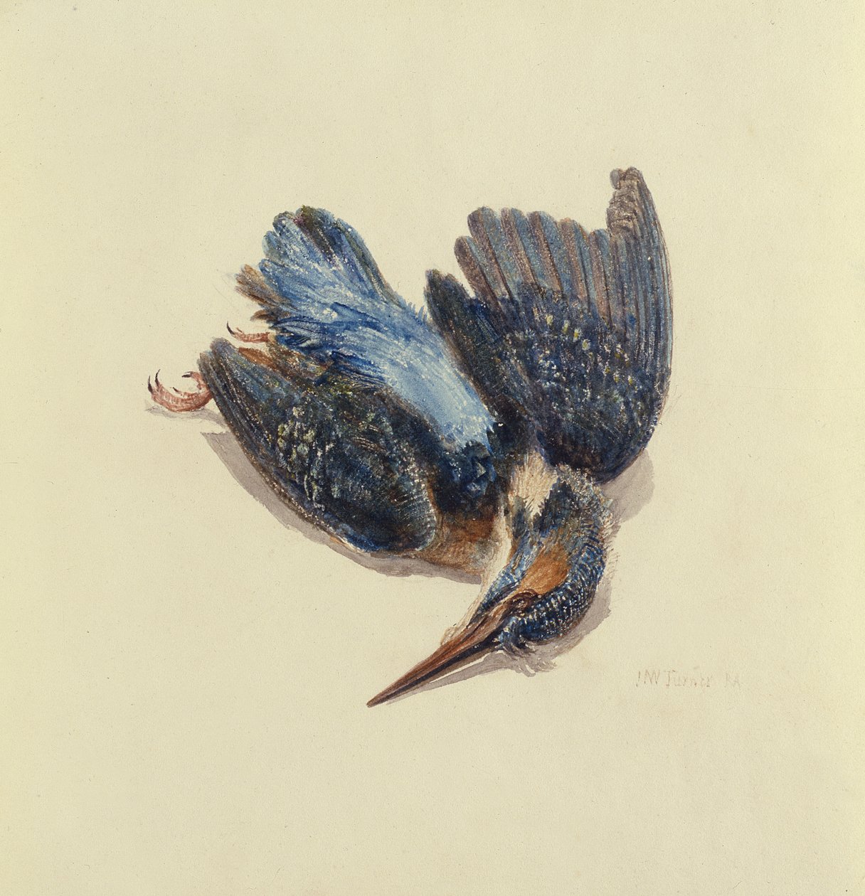 カワセミ（『The Farnley Book of Birds』より）1816年頃（紙にペンとインク、水彩画 作： ジョセフ・マロード・ウィリアム・ターナー