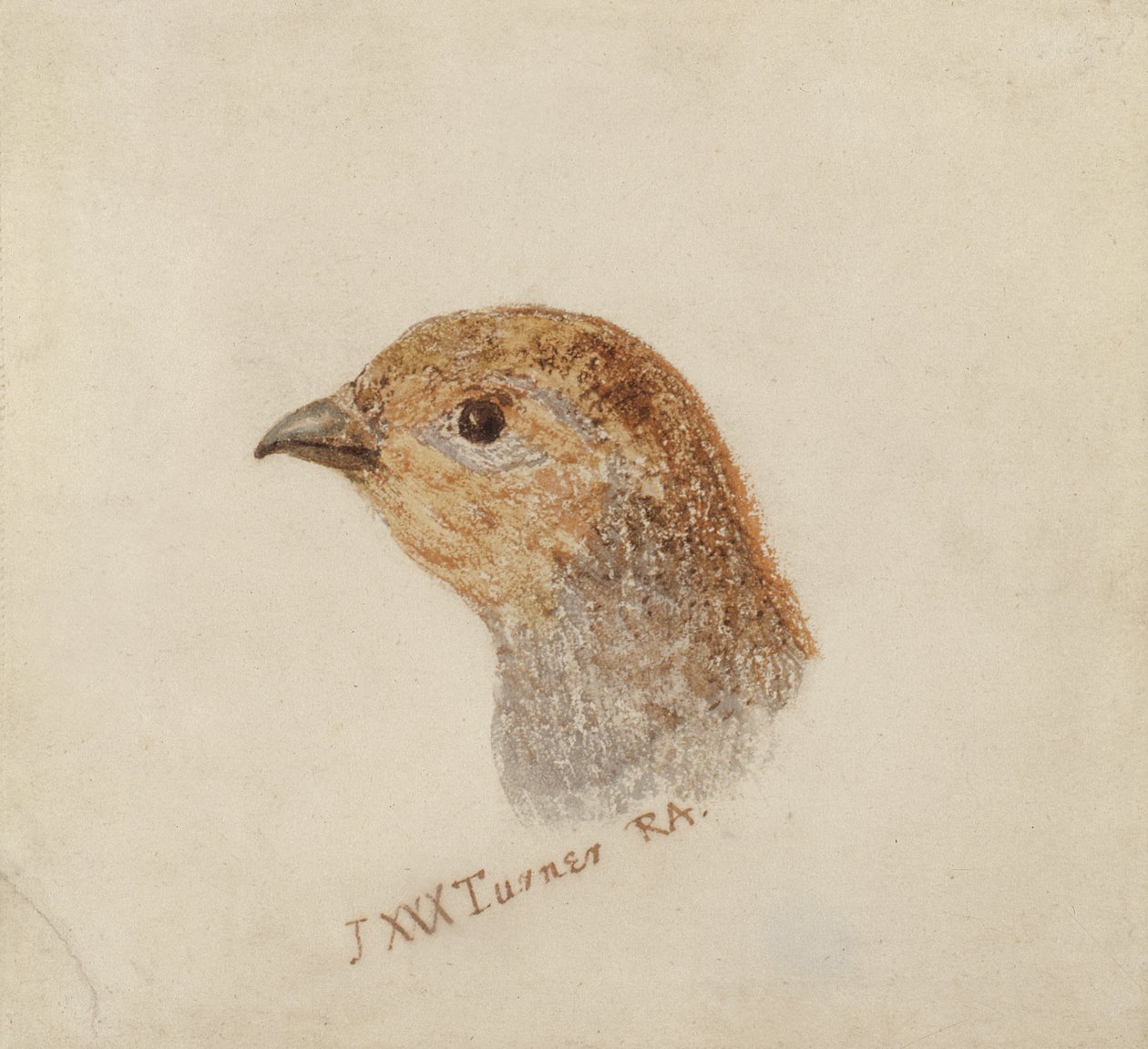 ファーナリー鳥類図鑑』より「パートリッジ」 1816年頃（紙に鉛筆・水彩画 作： ジョセフ・マロード・ウィリアム・ターナー