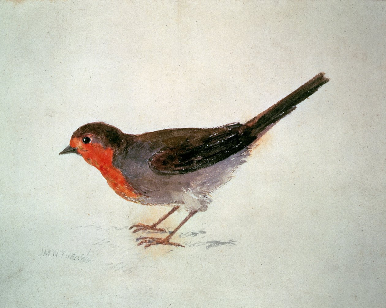 ロビン（『The Farnley Book of Birds』より）1816年頃（紙に鉛筆と水彩画 作： ジョセフ・マロード・ウィリアム・ターナー