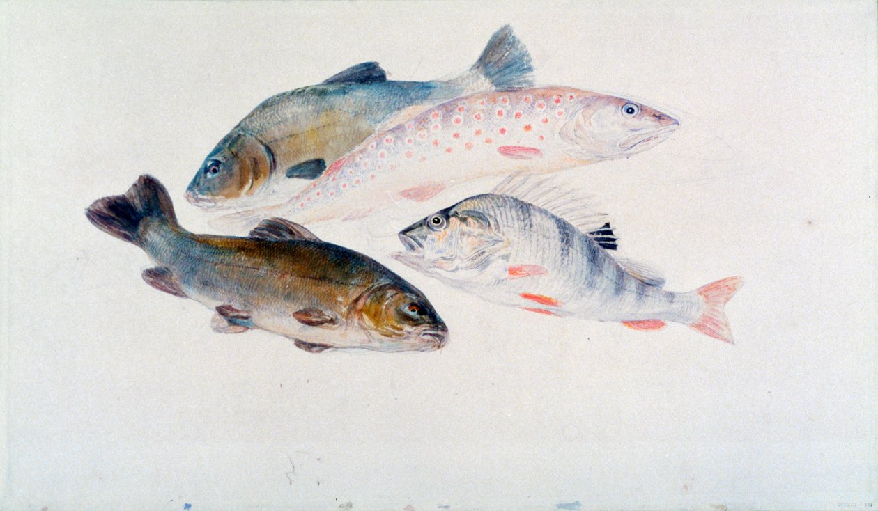 魚の研究：2つのテンチ、マスとパーチ、c1822-1824。 作： ジョセフ・マロード・ウィリアム・ターナー