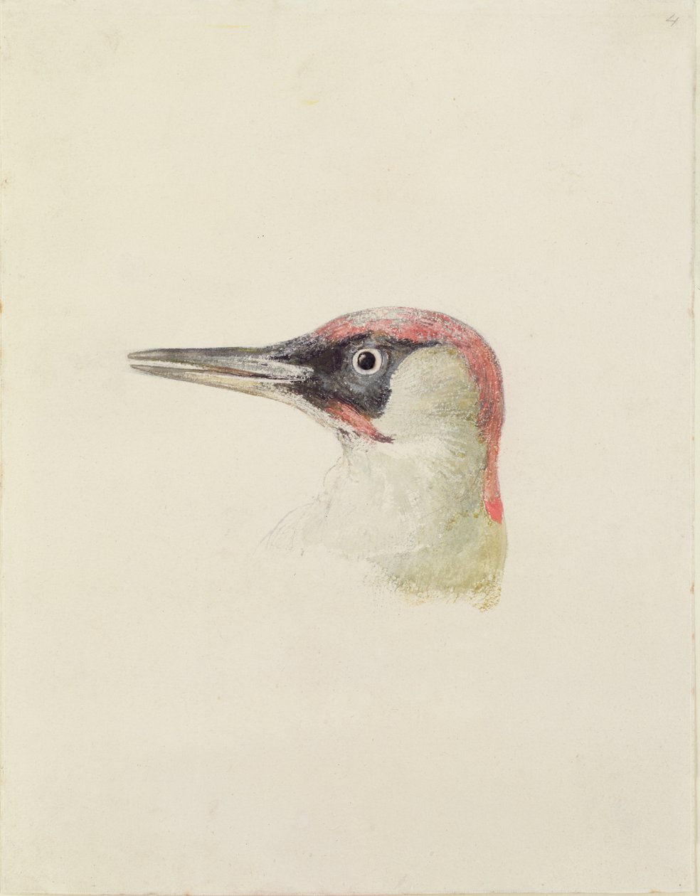 キツツキ、『The Farnley Book of Birds』より、1816年頃（紙に鉛筆と水彩画 作： ジョセフ・マロード・ウィリアム・ターナー