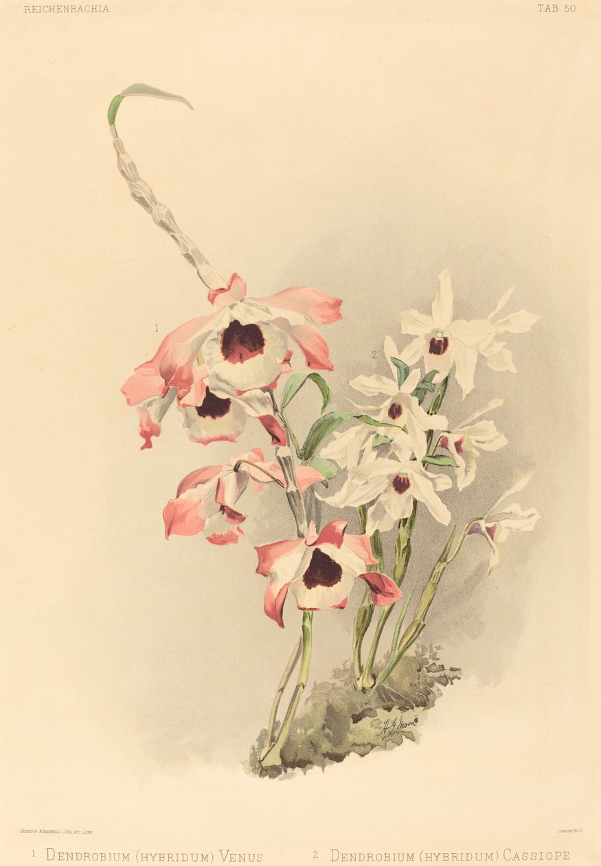 Dendrobium Hybridium Venus」と「Dendrobium Hybridium Cassiope」です。 作： ジョセフ・マンセル