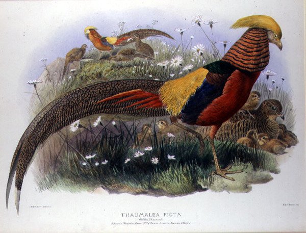 Thaumalea picta (Golden Pheasant) M. & N. Hanhartの刻印入り。 作： ジョセフとスミスJ.ウルフ