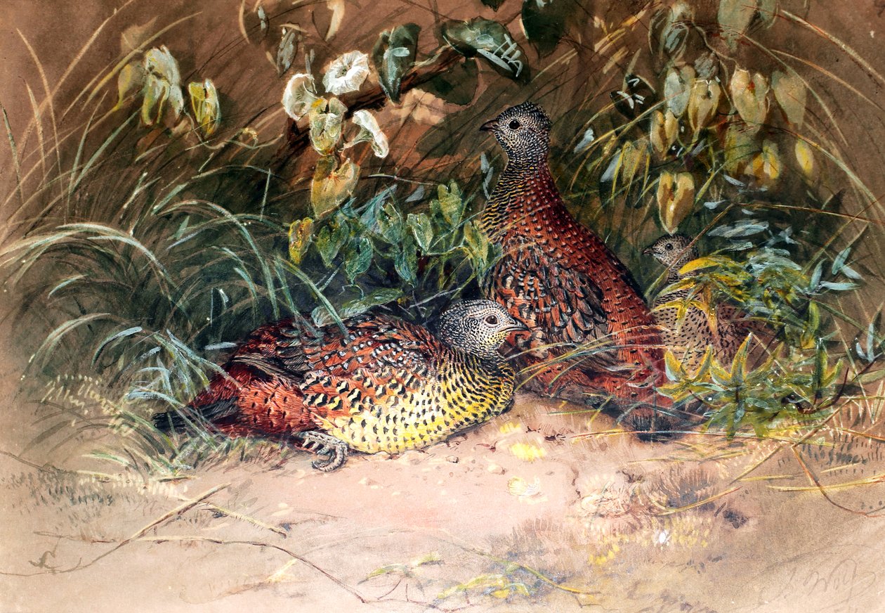 Hardwicke&39;s Spur-fowl（Galloperdix lunulata）、1852-54 作： ジョセフ・ウルフ