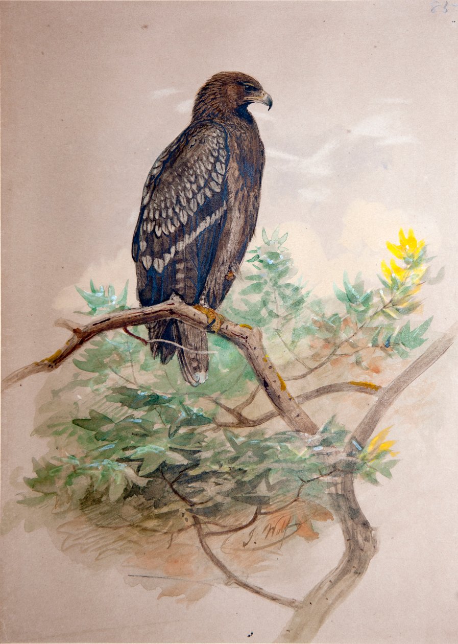 ブチワシ（Aquila clanga）、1856-67 作： ジョセフ・ウルフ