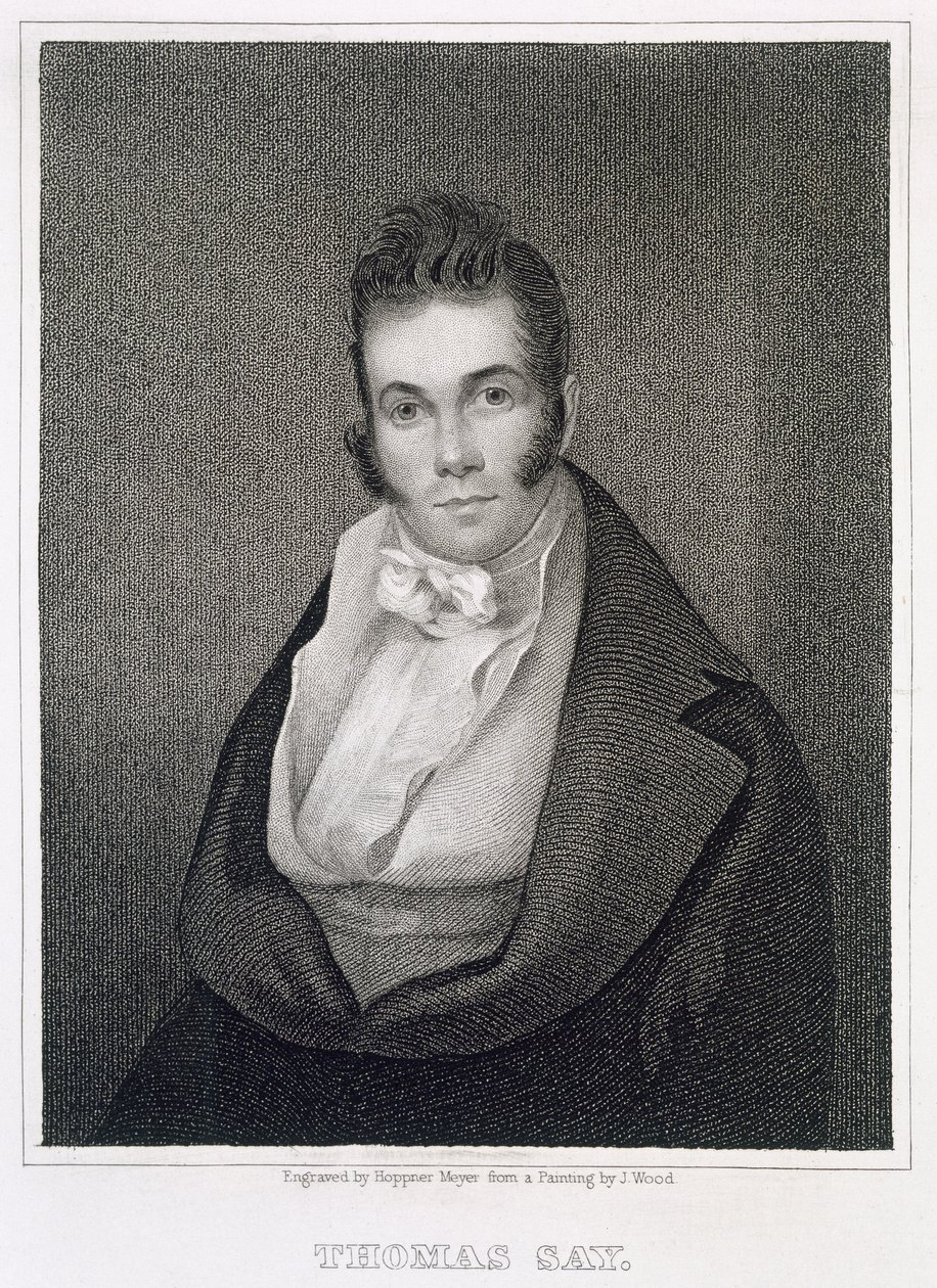 トーマス・セイ（1787-1834）、ヘンリー・ホプナー・マイヤー（1787-1847）によって彫刻 作： ジョセフ・ウッド