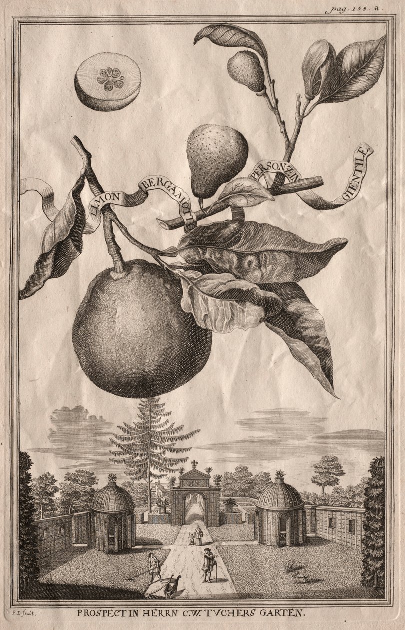 Nurnbergische Hesperides：Limon bergamot personzin gientile、1714。 作： ジョセフ・ド・モンタレグレ