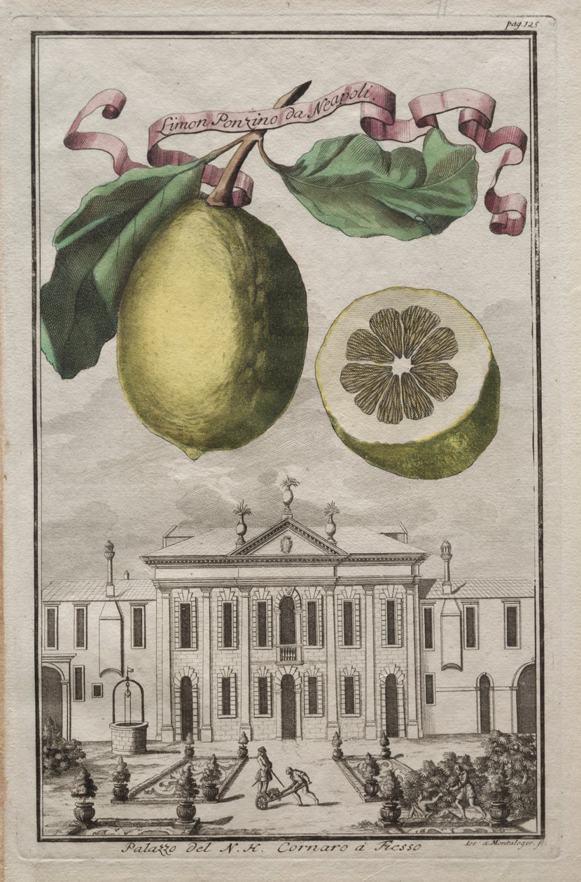Nurnbergische Hesperides：No125-Limon Ponzino da Neapoli。フィエッソ、c170のNHコルナロの宮殿 作： ジョセフ・ド・モンタレグレ