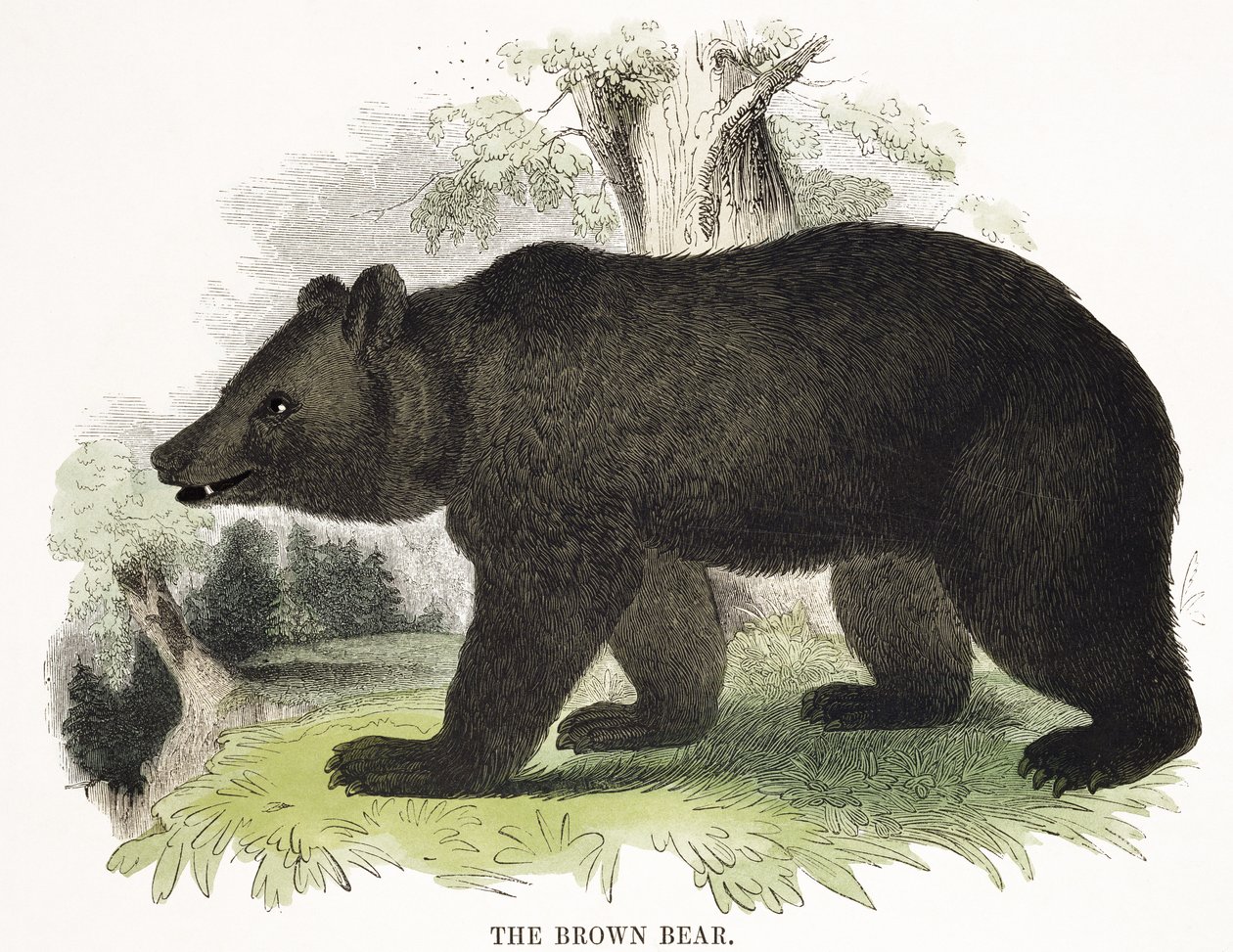ヒグマ、教育イラストパブ。キリスト教の知識を促進するための協会、1843年（アクアチント） 作： ジョサイア・ウッド・ウィンパー