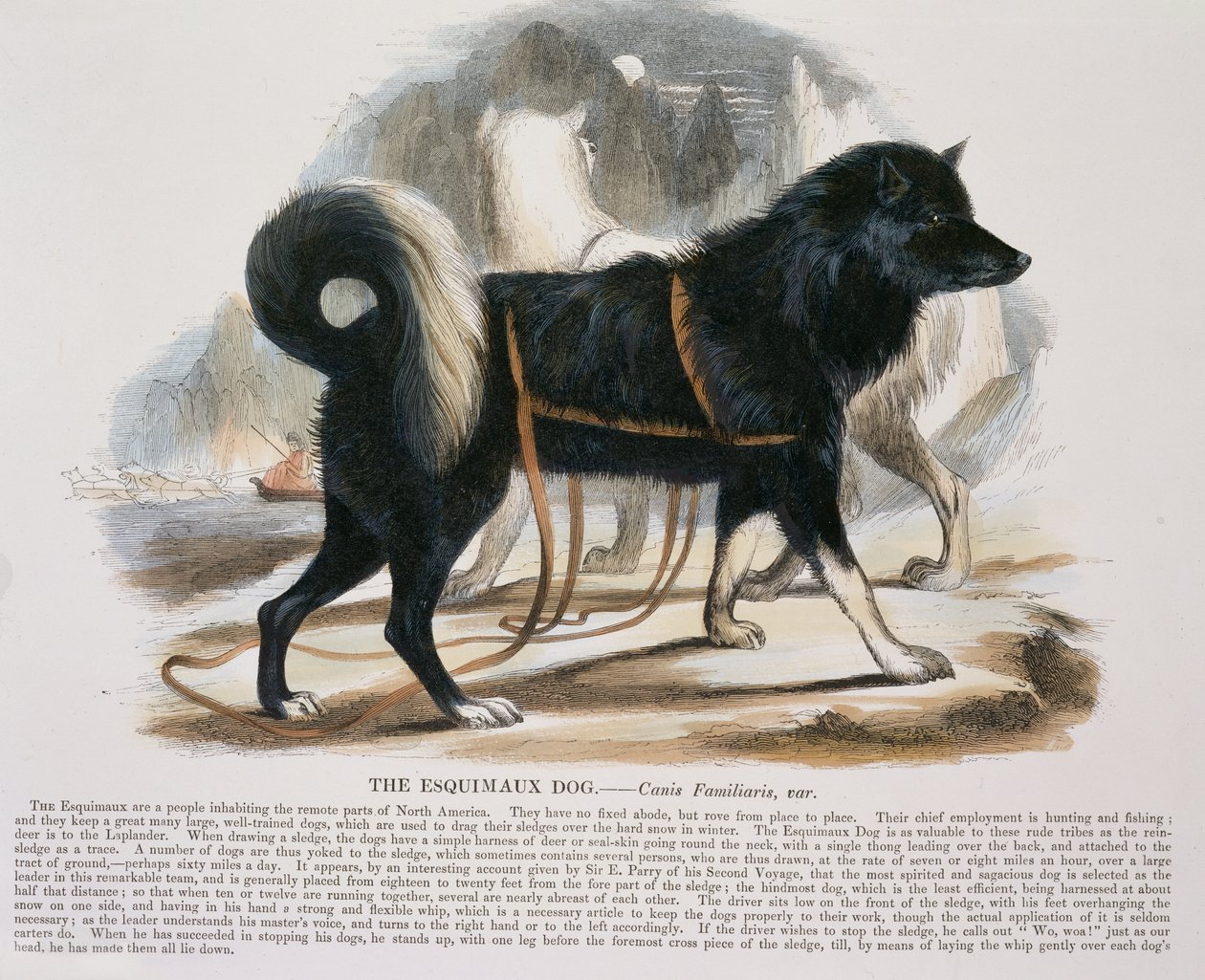 エスキモー犬（Canis馴染み）教育イラストパブ。 1843（アクアチント） 作： ジョサイア・ウッド・ウィンパー