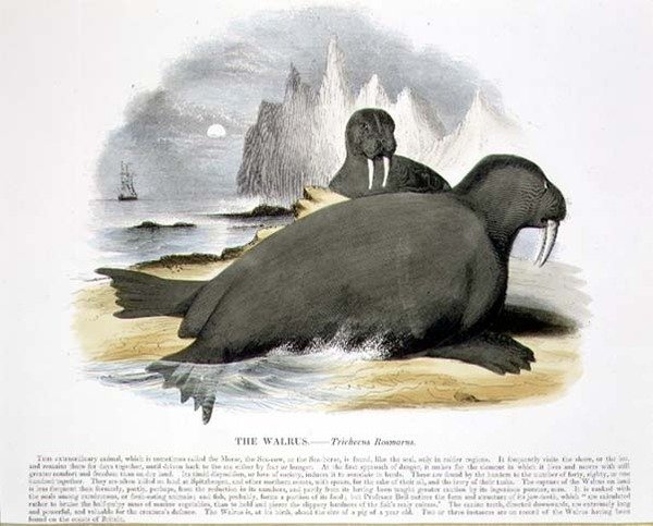 セイウチ（Trichecus rosmarus）の教育用イラストは、キリスト教知識促進協会から出版されています。 作： ジョサイア・ウッド・ウィンパー