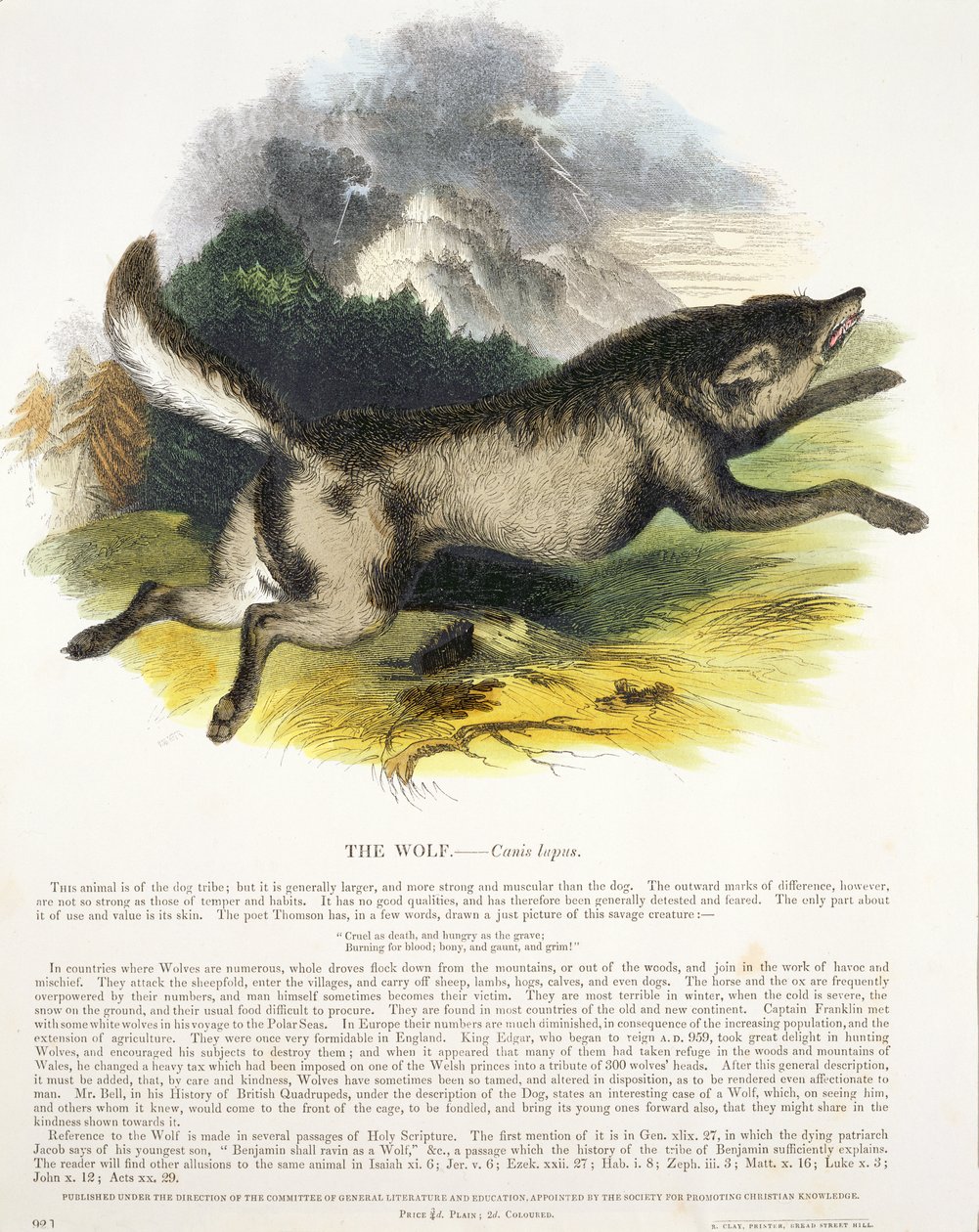 オオカミ（Canis lupus）教育イラストパブ。キリスト教の知識を促進するための協会、1843年（アクアチント） 作： ジョサイア・ウッド・ウィンパー