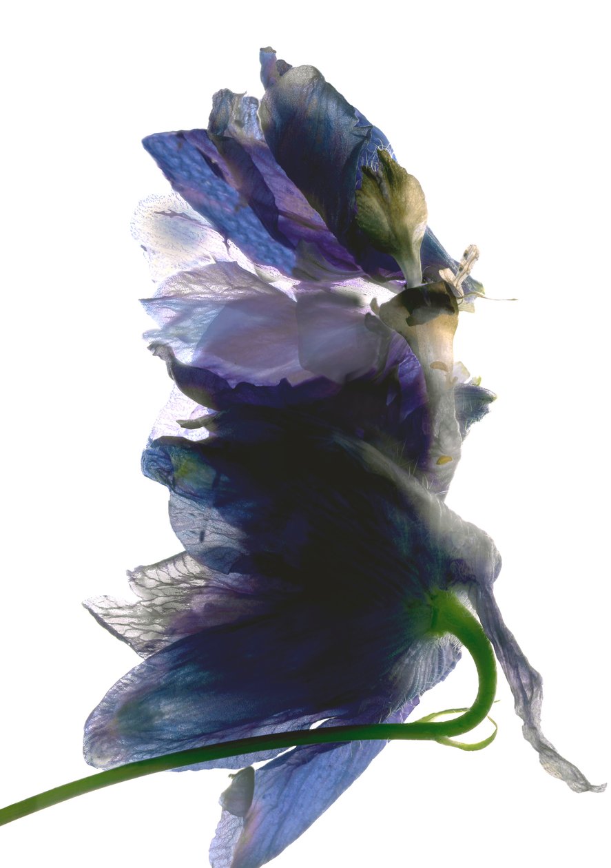 Delphinium Dance、2009年（デジタルフォトグラム、デジタルオリジナルプリント） 作： ジュリア・マクレモア