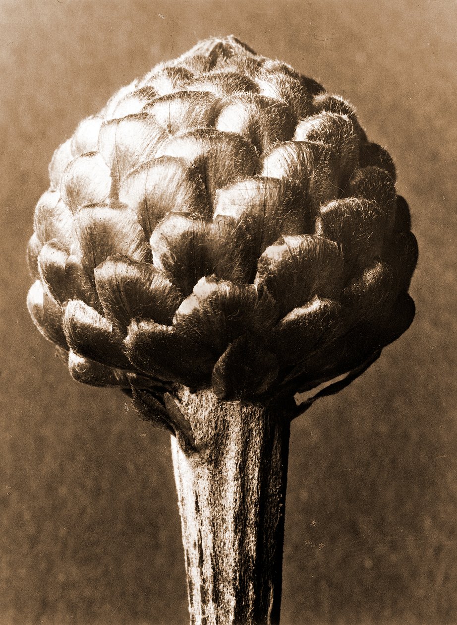Cynara cardunculus 1929（グラビア） 作： カール・ブロスフェルト