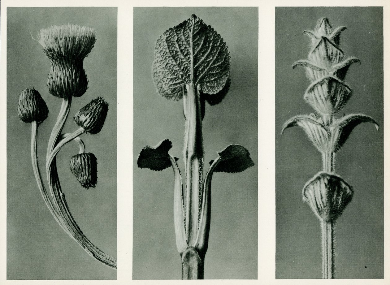 3種の植物の研究。 1929（グラビア） 作： カール・ブロスフェルト