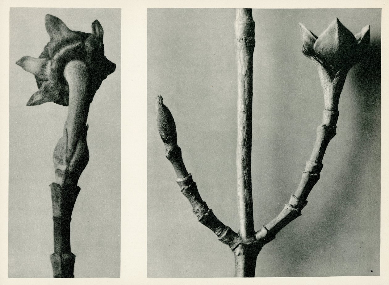 無題の研究。 1929（グラビア） 作： 