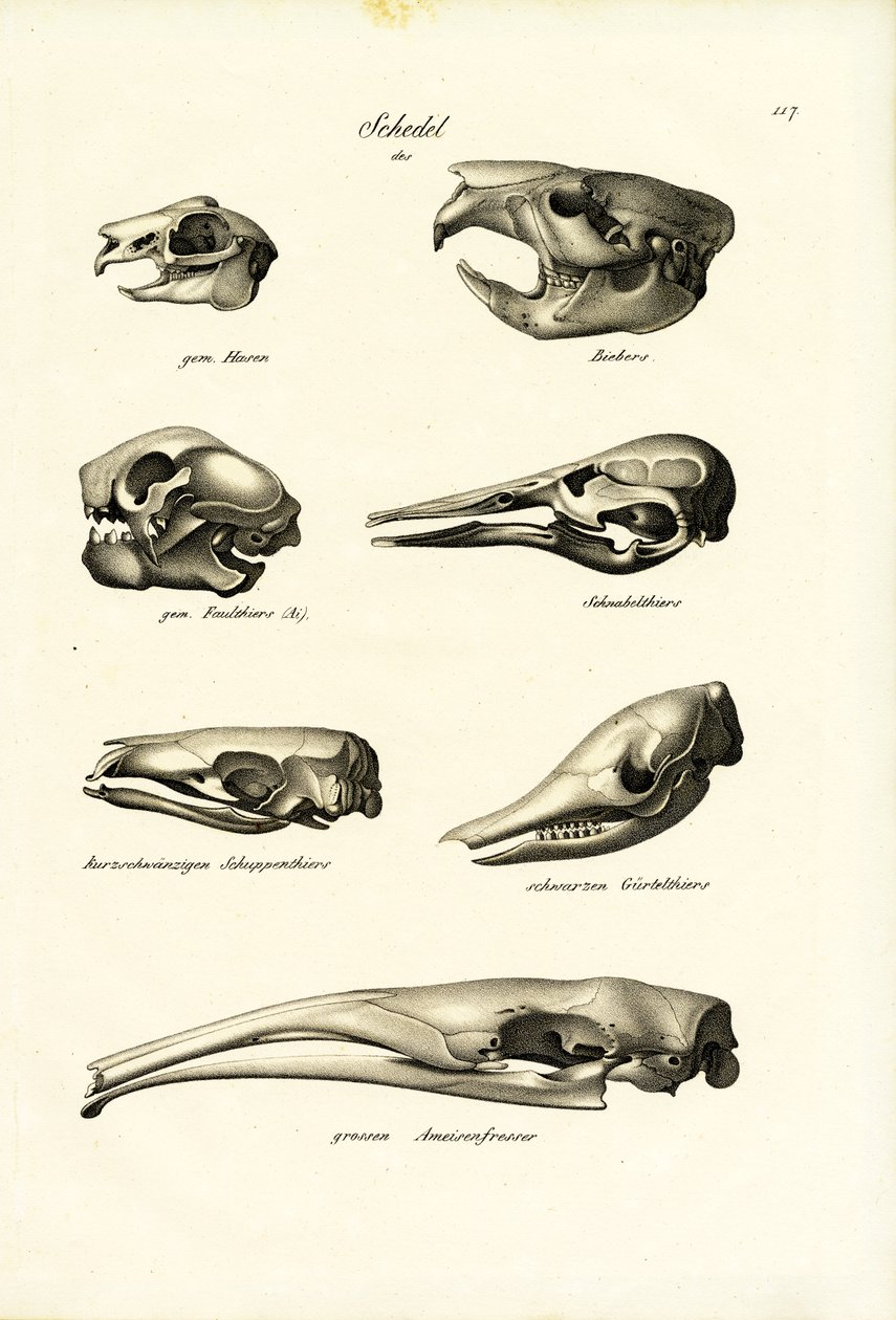 動物の頭蓋骨、1824 作： Karl Joseph Brodtmann