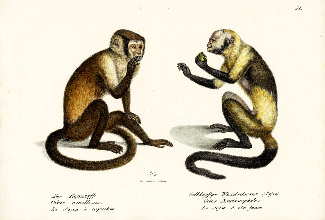 オマキザル、1824 作： Karl Joseph Brodtmann