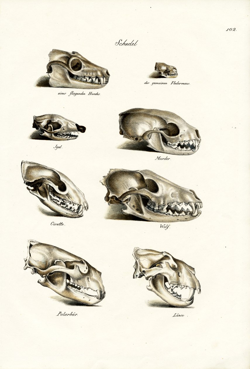 肉食の頭骨、1824 作： Karl Joseph Brodtmann