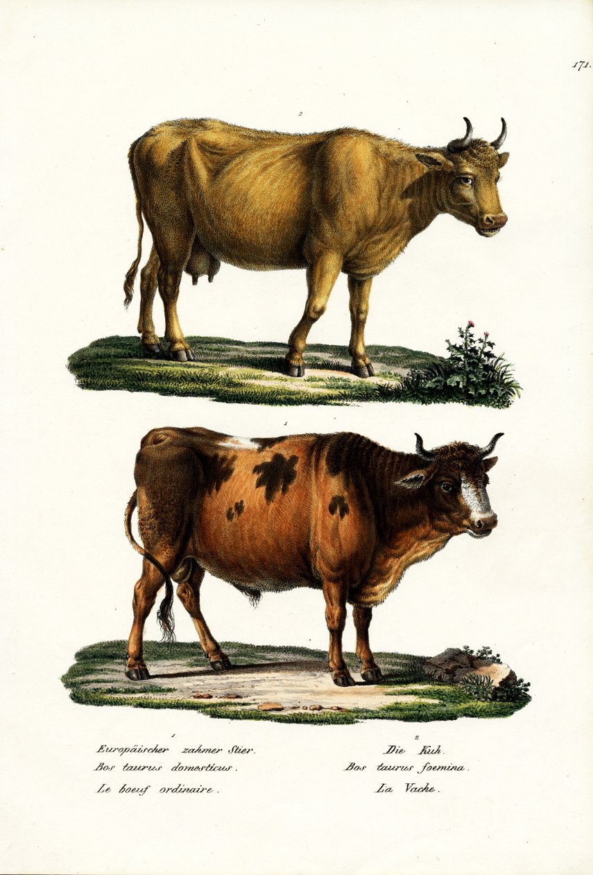 牛、1824年 作： Karl Joseph Brodtmann