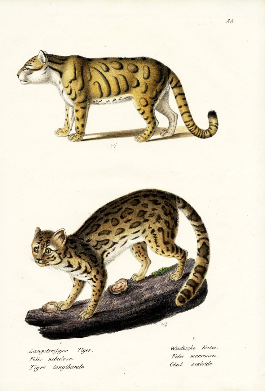 曇ったヒョウ、1824 作： Karl Joseph Brodtmann