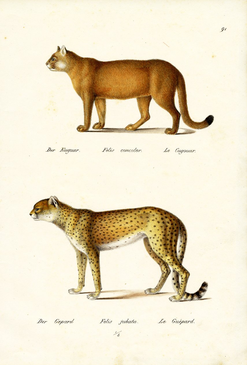 クーガー、1824年 作： Karl Joseph Brodtmann