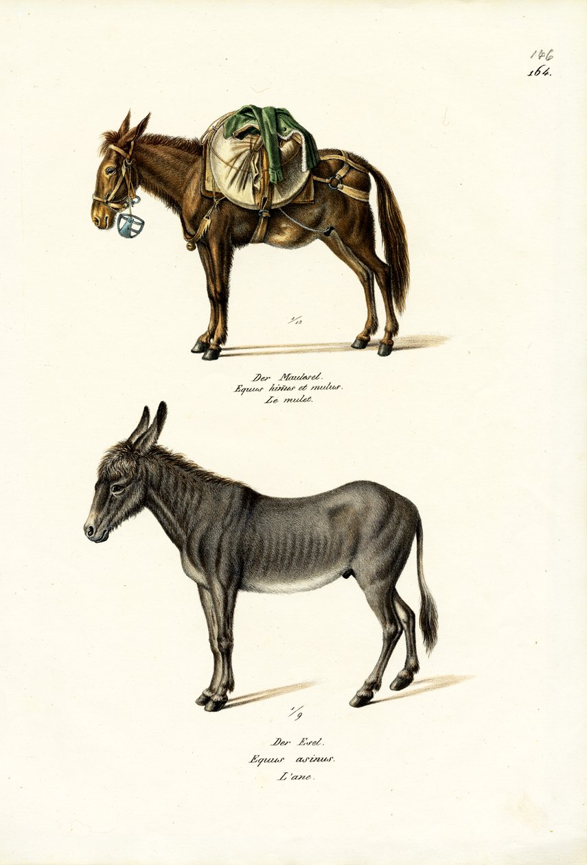 ロバ、1824 作： Karl Joseph Brodtmann