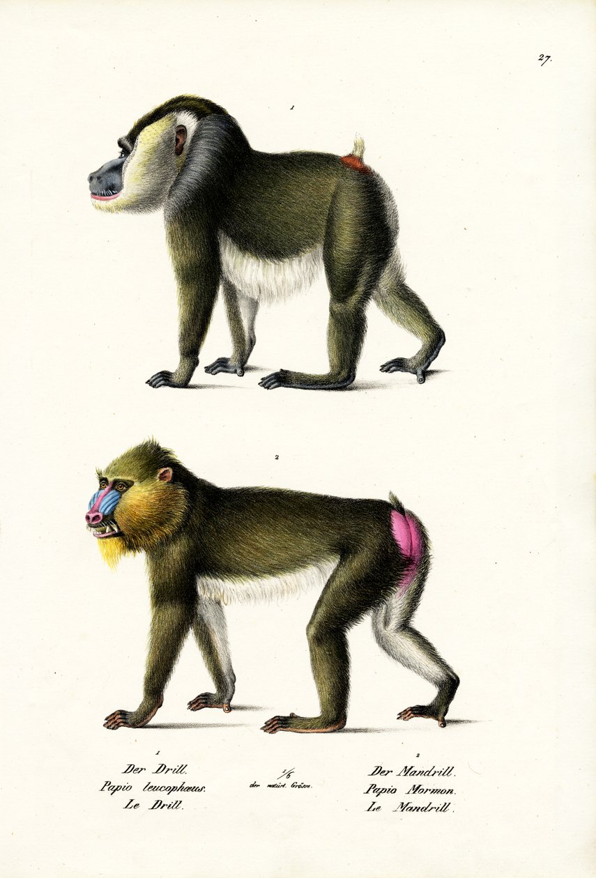 ドリル、1824 作： Karl Joseph Brodtmann