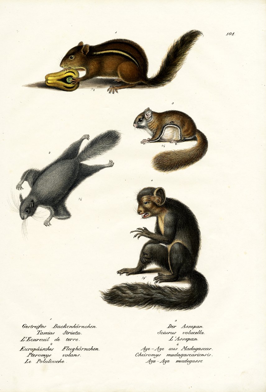 イースタンシマリス、1824年 作： Karl Joseph Brodtmann