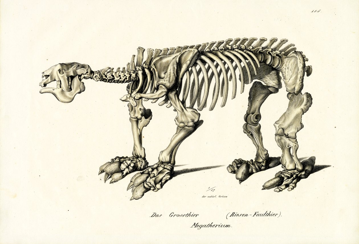 巨大な地上ナマケモノ、1824 作： Karl Joseph Brodtmann