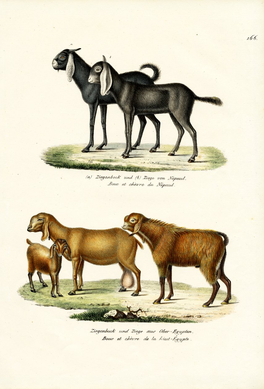 ヤギ、1824 作： Karl Joseph Brodtmann