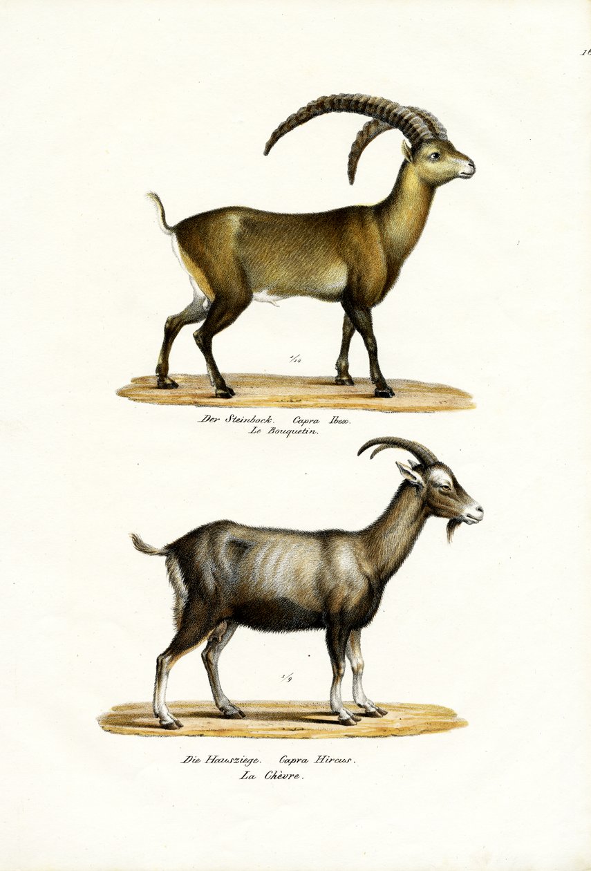 アイベックス、1824 作： Karl Joseph Brodtmann