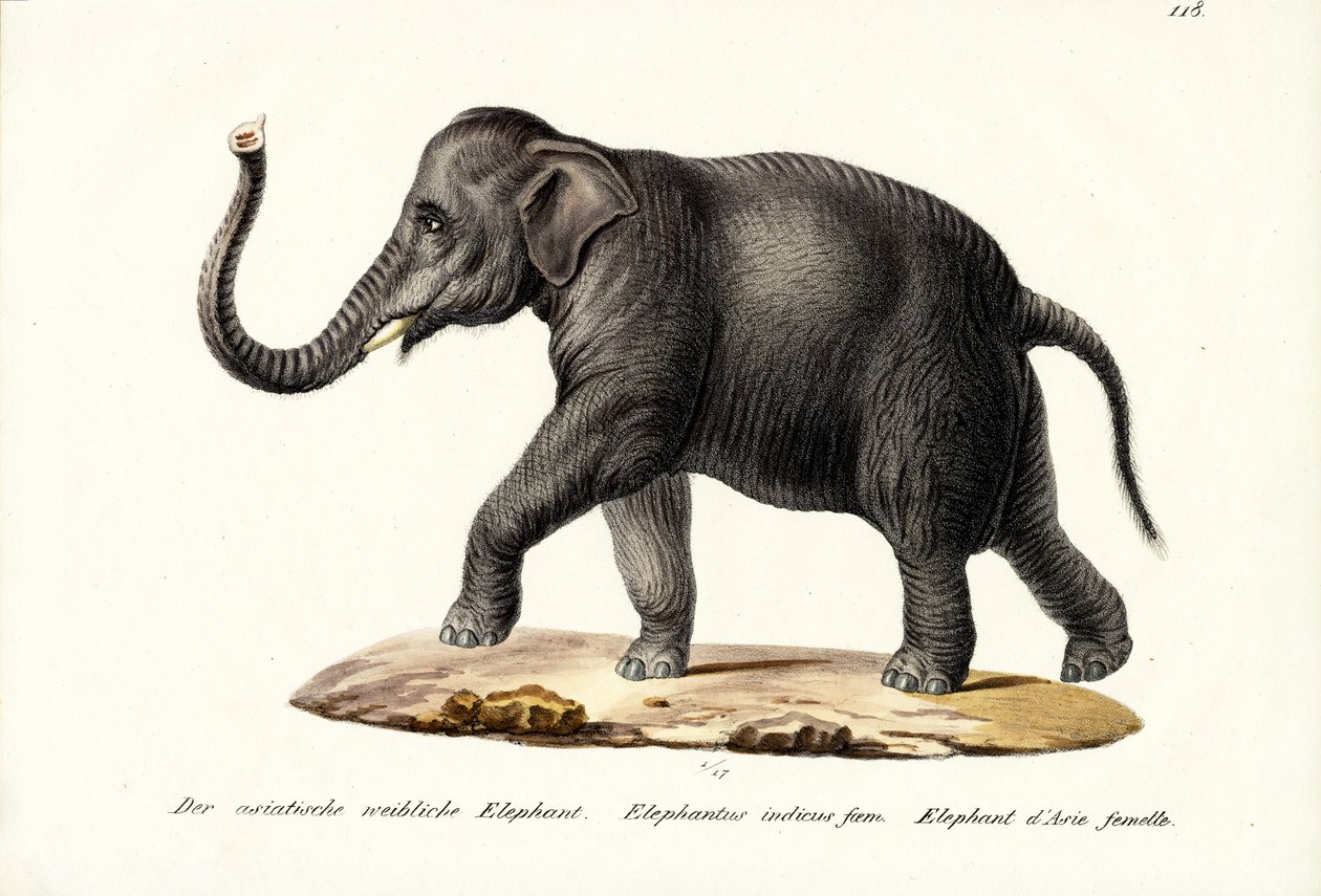 インド象、1824年 作： Karl Joseph Brodtmann