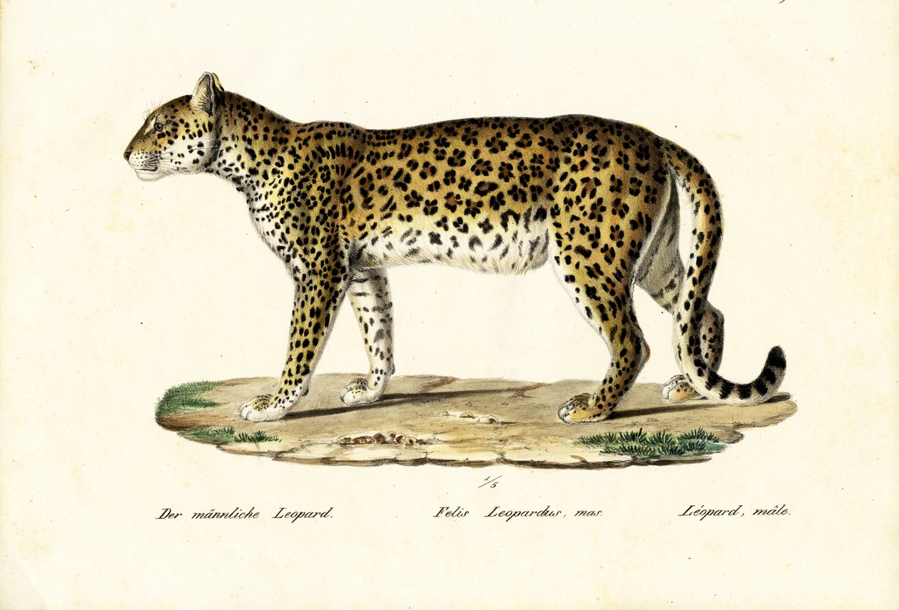 ヒョウ、1824 作： Karl Joseph Brodtmann