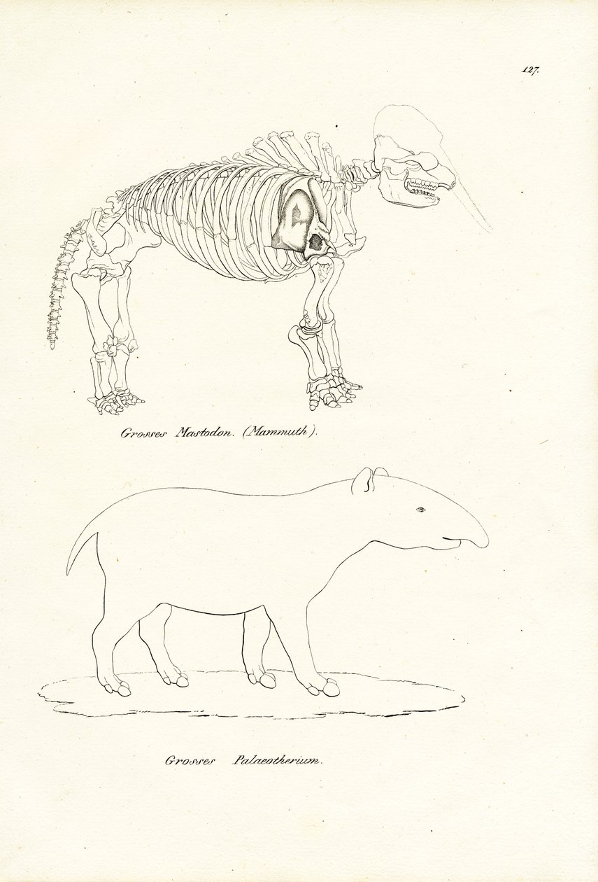 マストドン、1824 作： Karl Joseph Brodtmann