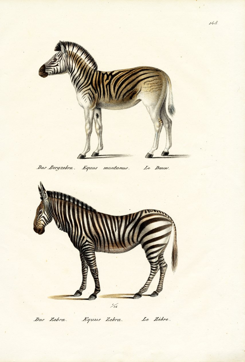 マウンテンゼブラ、1824年 作： Karl Joseph Brodtmann