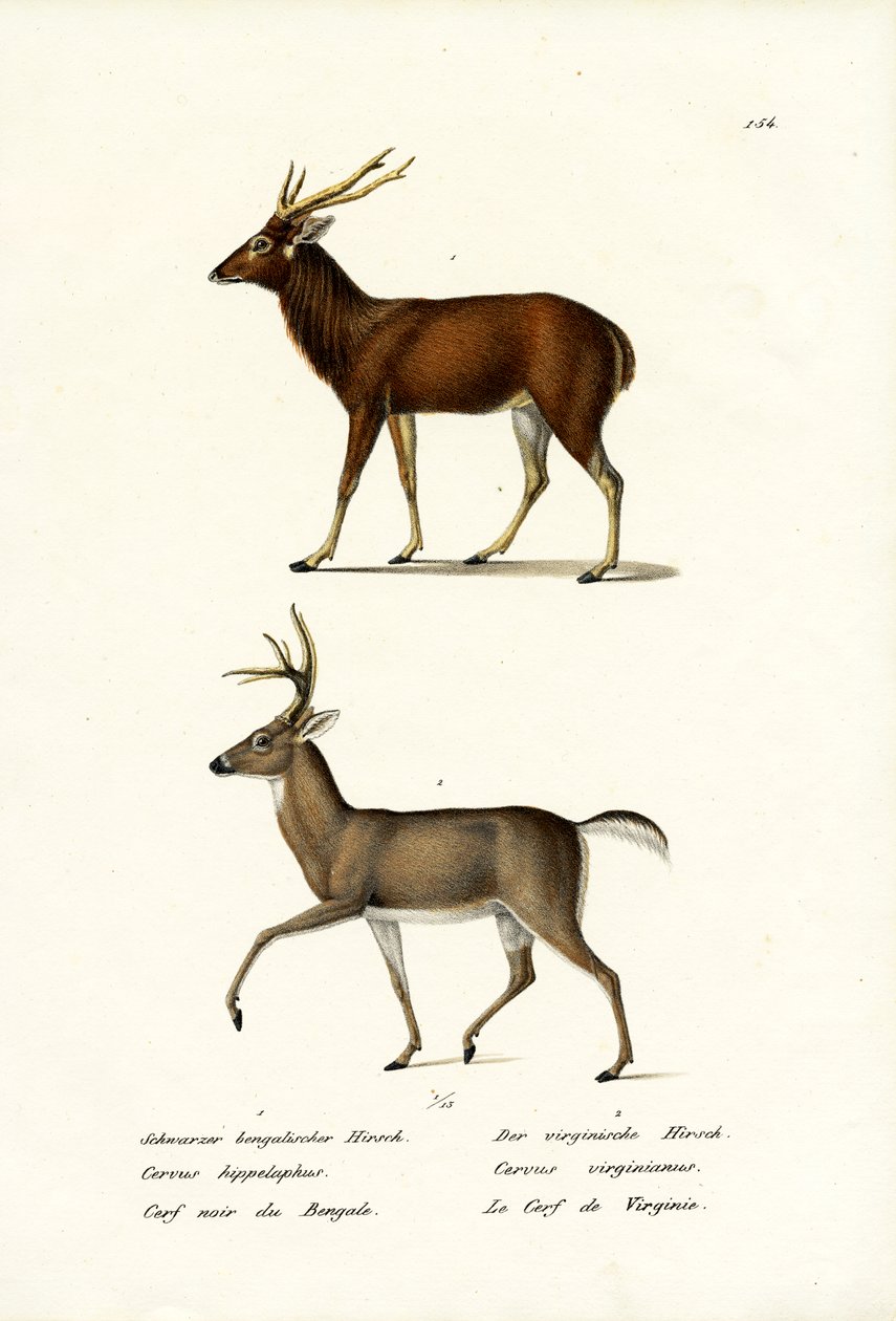 レッドディア、1824 作： Karl Joseph Brodtmann