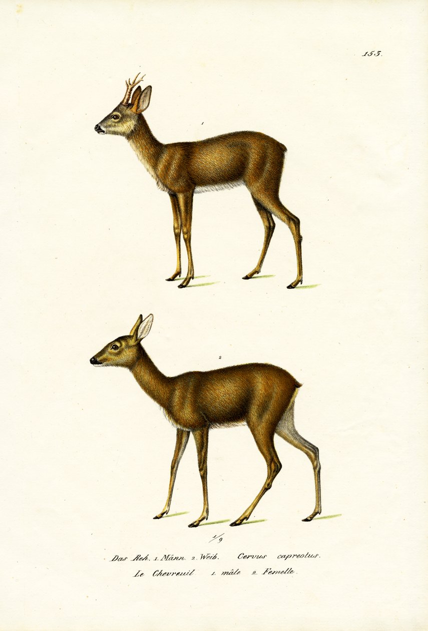 ノロジカ、1824年 作： Karl Joseph Brodtmann