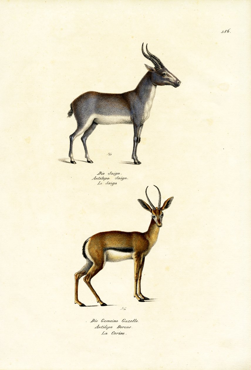 Saiga Antelope, 1824  作： Karl Joseph Brodtmann
