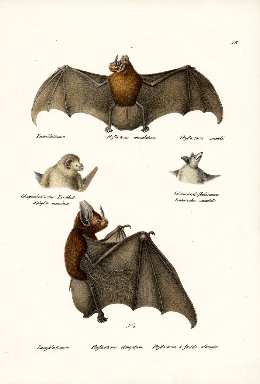 槍鼻コウモリ、1824 作： Karl Joseph Brodtmann