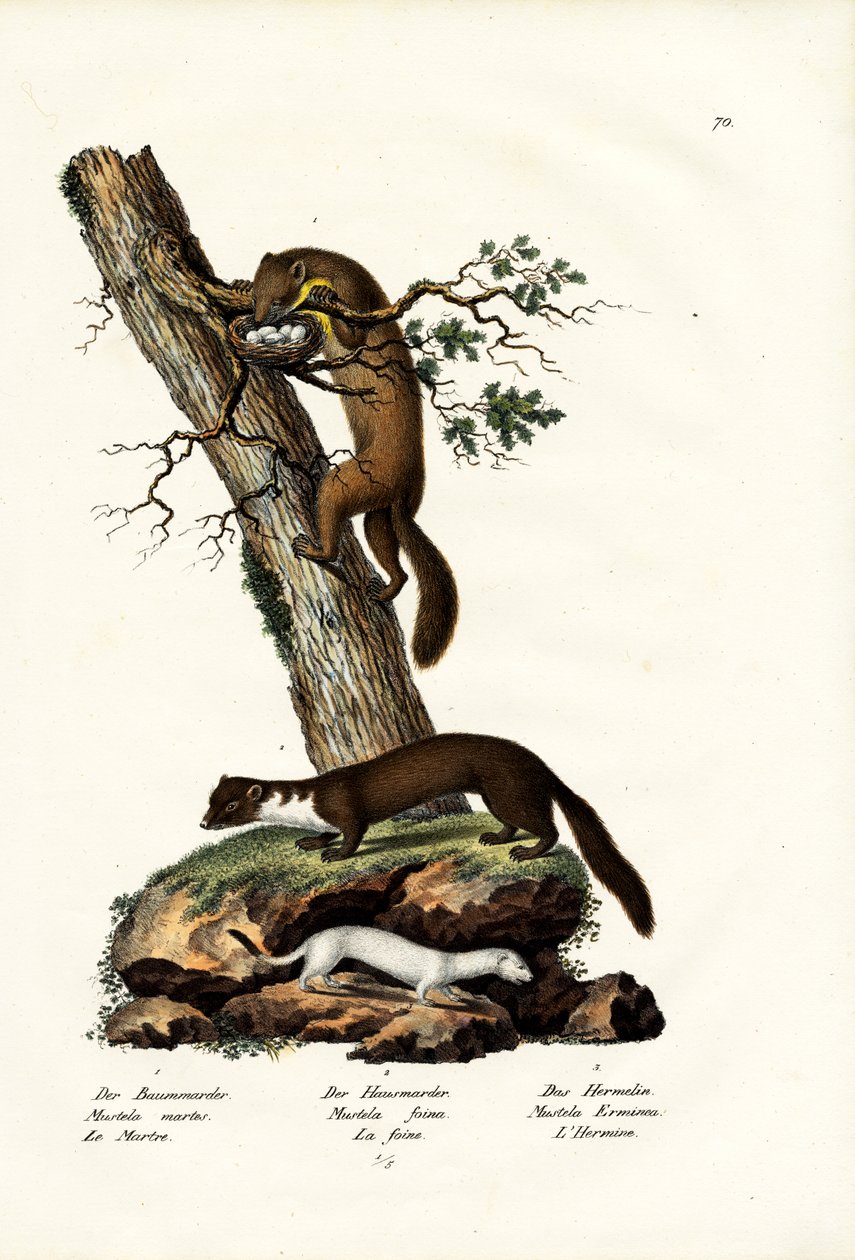 スウィートマーテン、1824年 作： Karl Joseph Brodtmann