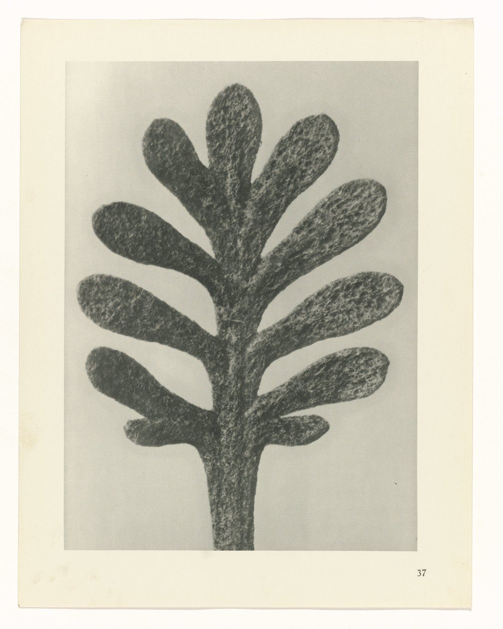 植物研究 アートの原型：植物の写真イメージ（シリーズタイトル） 作： カール・ブロスフェルト