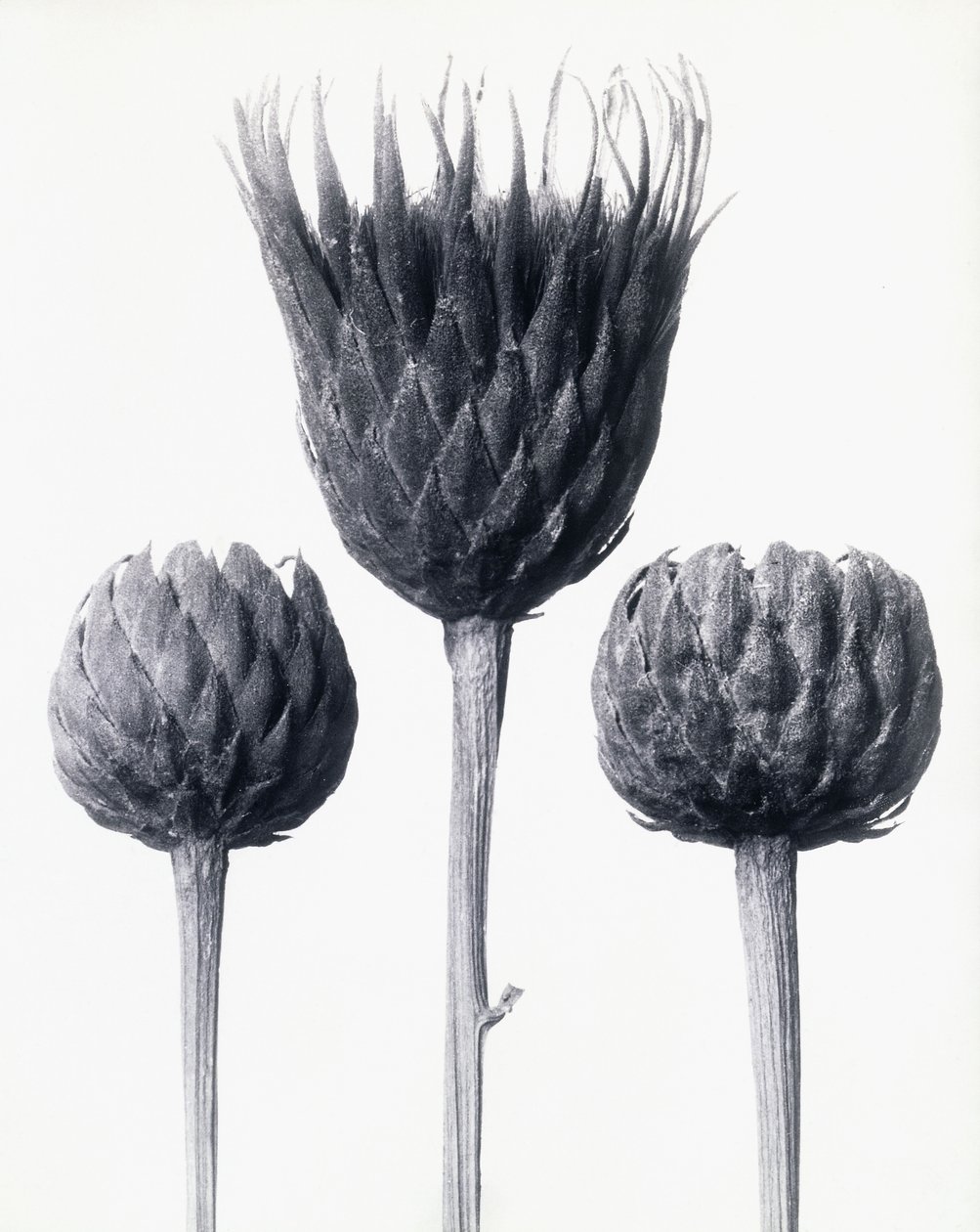 Serratula Nudicaulis（裸の茎のCommon Sawwort）、1928年頃（ゼラチンシルバープリント） 作： カール・ブロスフェルト