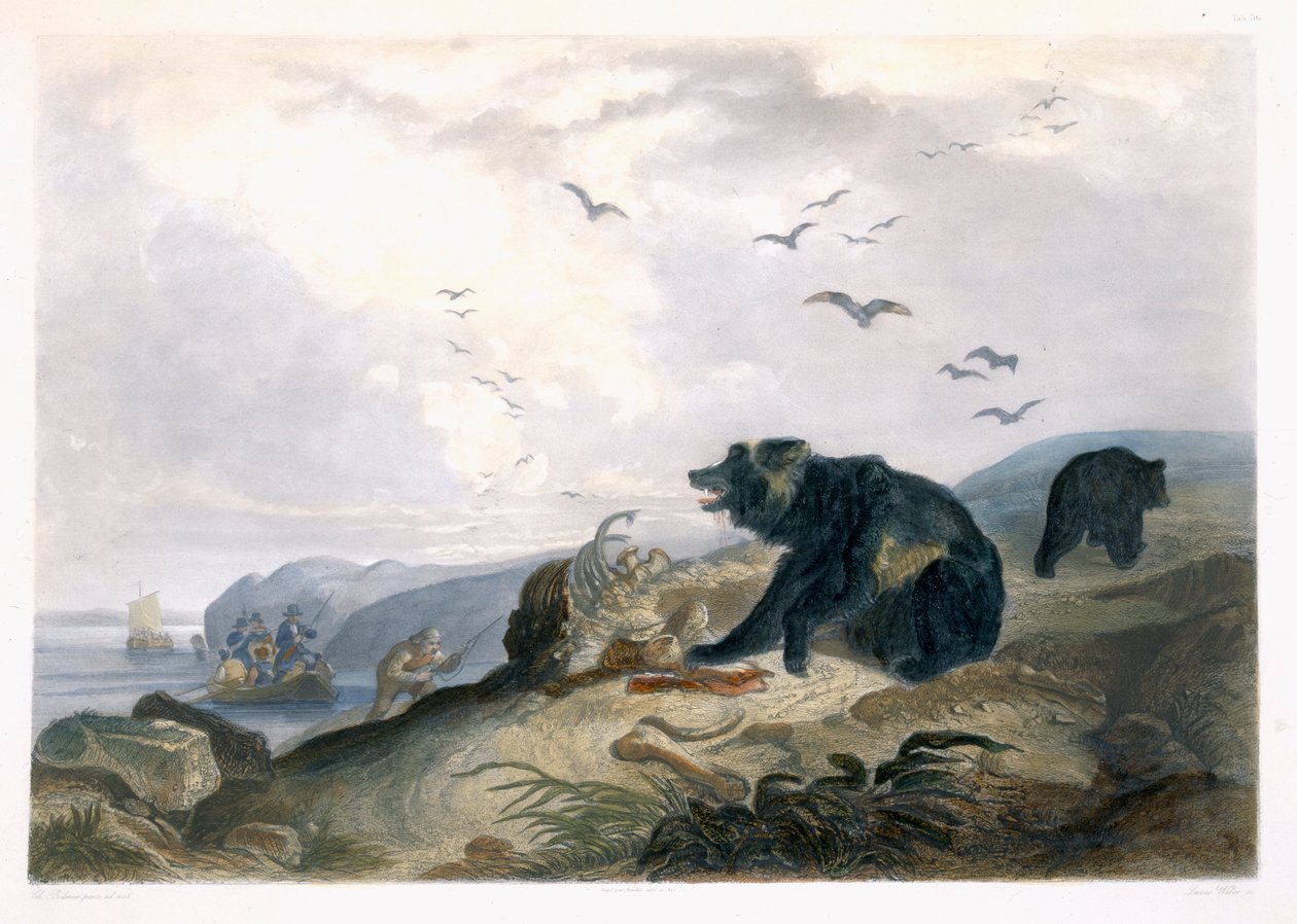 グリズリー・ベアーの狩猟、ルーカス・ウェーバー、1844年（アクアチント）によって刻まれた「北アメリカの内部の旅」のボリューム2からの版36 作： カール・ボドマー