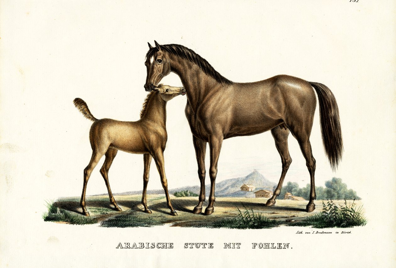 鶏のいるアラブ馬、1824年 作： Karl Joseph Brodtmann