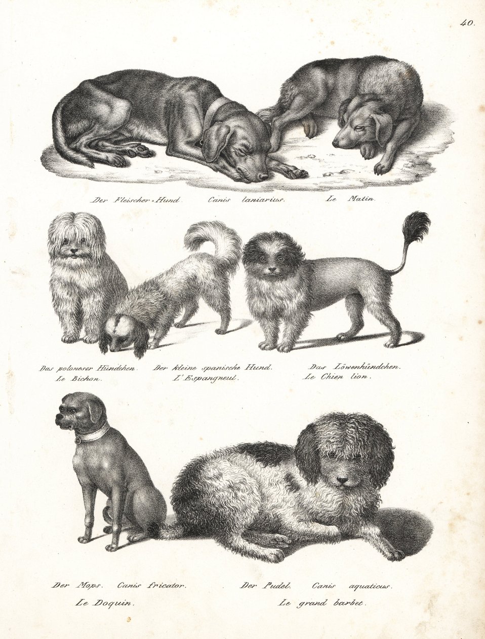 Lurcher ou cão matin, Canis laniarius, Bichon, cão espanhol, Chow Chow, cão Pug, Canis fricator e Poodle ou cão de caça aquática, Canis aquaticus. Litografia de Karl Joseph Brodtmann de Heinrich Rudolf Schinz